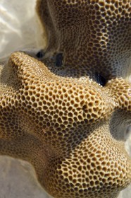 Philippines, Calamian Islands dans le nord de Palawan, Coron Island Natural Biotic Area, Banul Beach, corail à marée basse