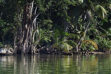 Caraïbes, Ile de la Dominique, Portsmouth, les rives de l'Indian River
