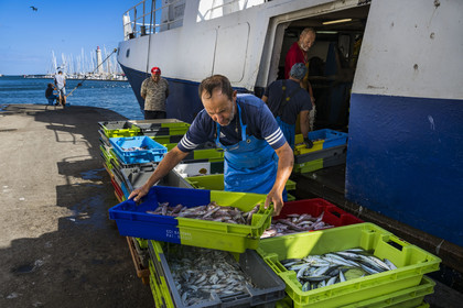France, Herault, Sete, Fishing port, return of the trawlers to the quay and unloading of the catch