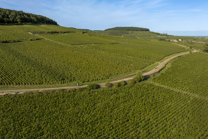 France, Cote d'Or, Climats terroirs of Burgundy listed as World Heritage by UNESCO, Route des Grands Crus, Cote de Beaune vineyard, Savigny-les-Beaune, cyclists in the vineyard (aerial view)