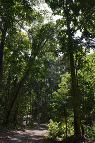 Panama, Chiriqui province, Gulf of Chiriqui National Marine Park, Isla Palenque, path through the rainforest