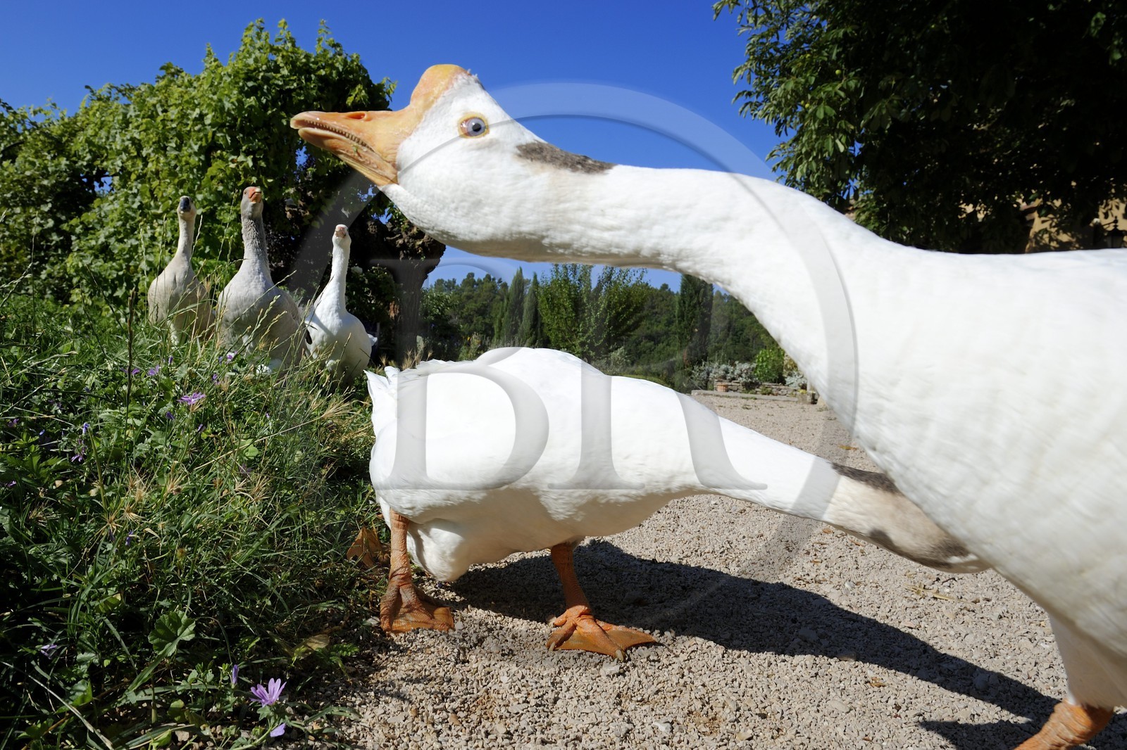 France, Var (83), Provence Verte, Bras, vers Saint-Maximin-la-Sainte-Baume, la maison d'hôtes Le Peyrourier, une campagne en Provence, oies blanches