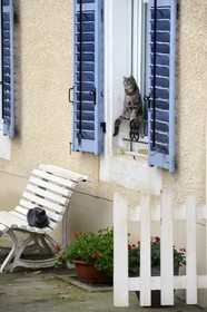 France, Meuse (55), Parc régional de Lorraine, Cotes de Meuse, Hattonchâtel, chats