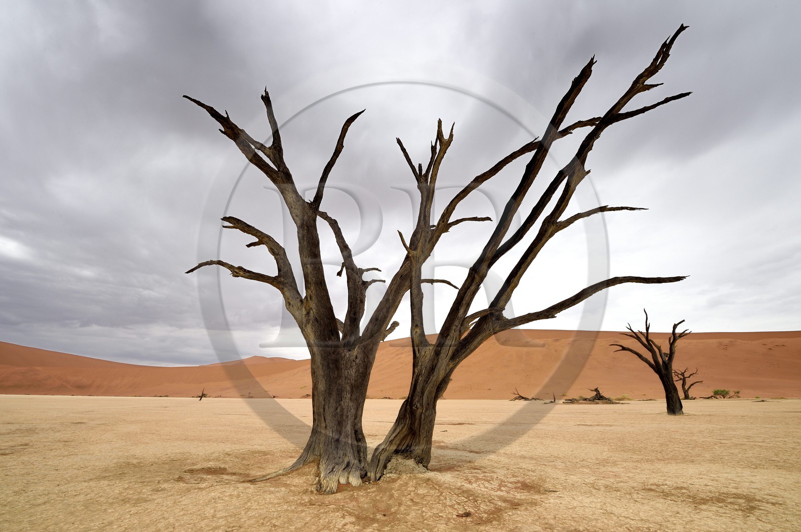 Namibie, région d'Hardap, désert du Namib, parc national du Namib-Naukluft, Erg du Namib classé Patrimoine Mondial de l'UNESCO, dunes de Sossusvlei, Dead Vlei, arbres morts de Camelthorn Acacia (Acacia erioloba)
