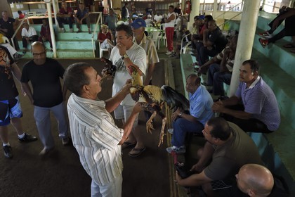 France, Ile de la Reunion, Petit Tampon, combat de coqs dans le Rond de Coq, discussions entre propriétaires avant le combat France, Reunion island (French overseas department), Petit Tampon, cockfight in the Rond de Coq, discussions between owners before the fight