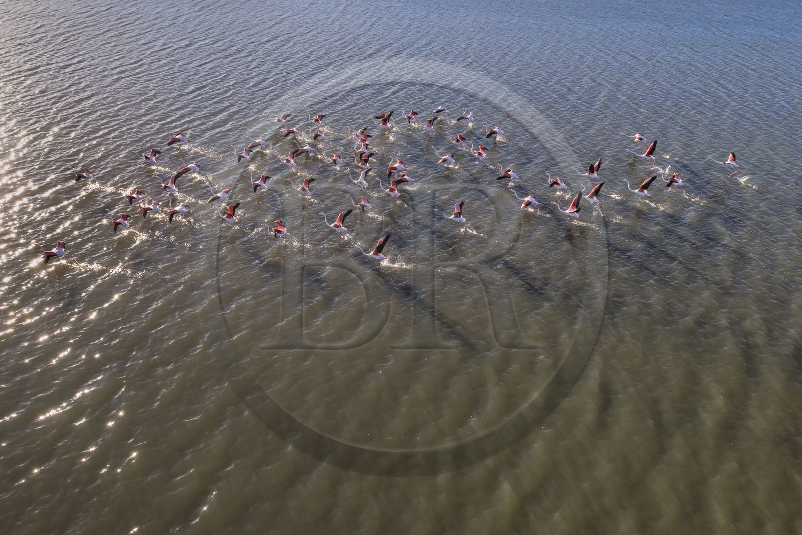 France, Hérault (34), Frontignan, envol de flamants roses (Phoenicopterus roseus) dans l'Etang d'Ingril (vue aérienne)