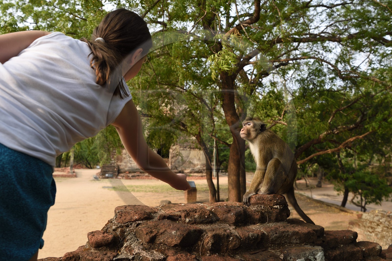 Sri Lanka, province du Centre-Nord, Polonnaruwa, l'ancienne capital du pays (XIe au XIIIe siècle) est classée au Patrimoine Mondial de l'UNESCO, terrasse de la relique de la Dent (Dala Maluwa), rencontre avec des macaques