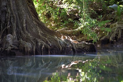 Caraïbes, Ile de la Dominique, Portsmouth, les rives de l'Indian River, sang-dragon (Pterocarpus officinalis)
