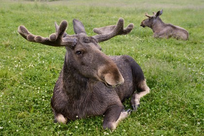 Sweden, Vasterbotten County, Umea region, Bjurholm, the Elk's House (Algens Hus), livestock