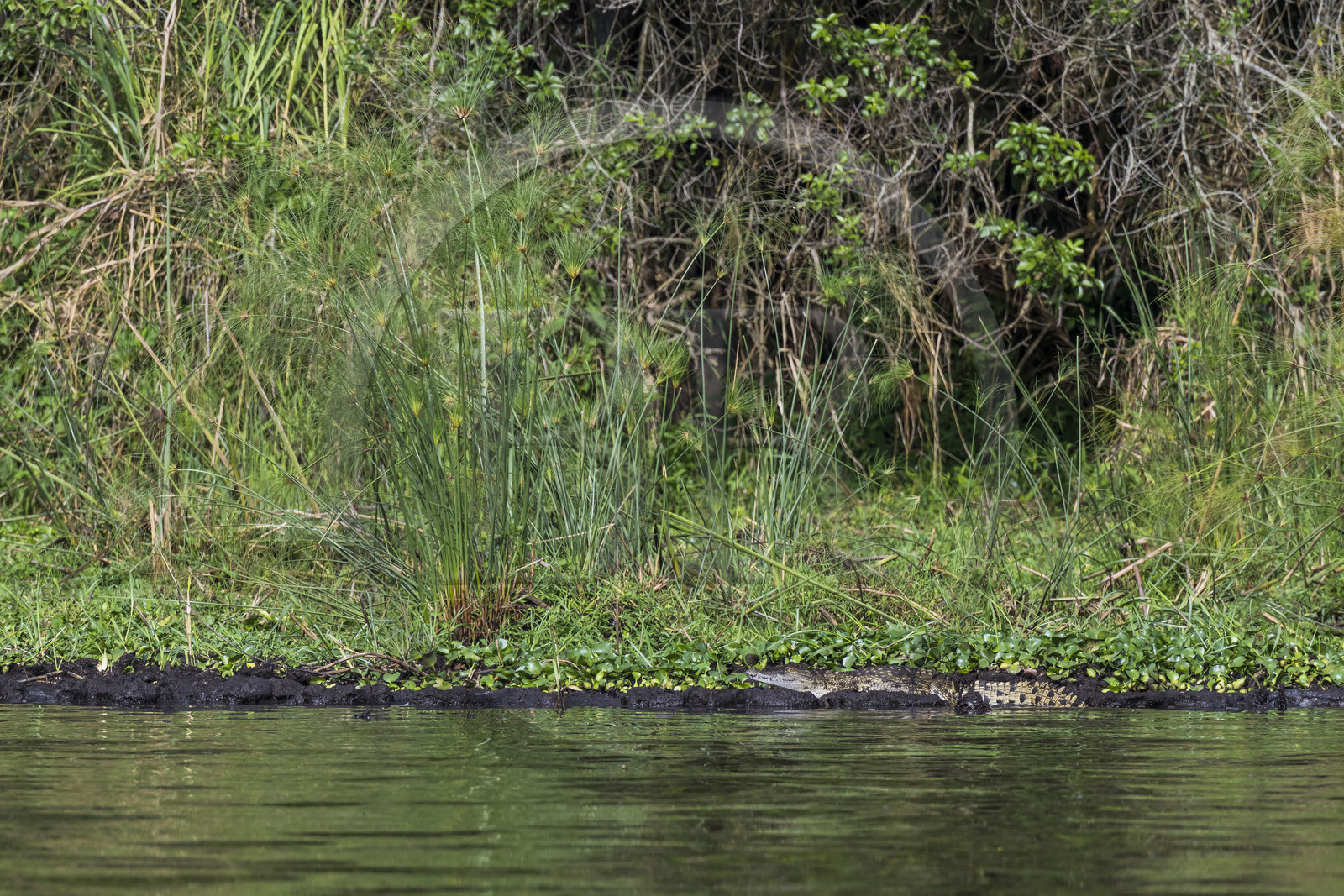 Rwanda, Parc national de l'Akagera, le lac Ihema, jeune crocodile du Nil (Crocodylus niloticus)