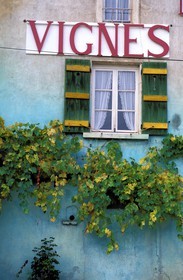 France, Saone et Loire, Cruzille, vine estate of Maynes