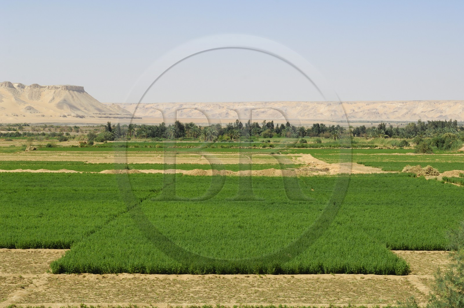 Egypte, désert libyque, oasis de Abu Mungar au nord de Farafra