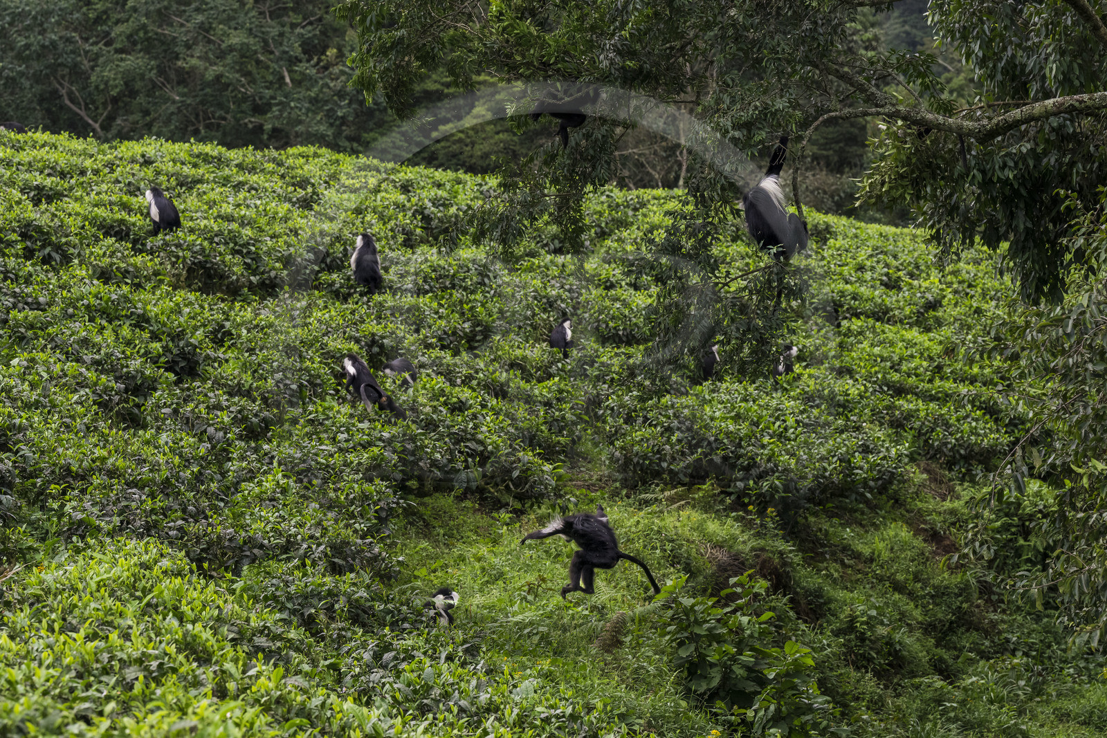 Rwanda, Province de l’Ouest, Gisakura, Parc national de Nyungwe, Colobes de Ruwenzori (Colobus angolensis ruwenzorii) pendant un safari à pied dans la forêt tropicale humide naturelle bordée par les plantations de thé
