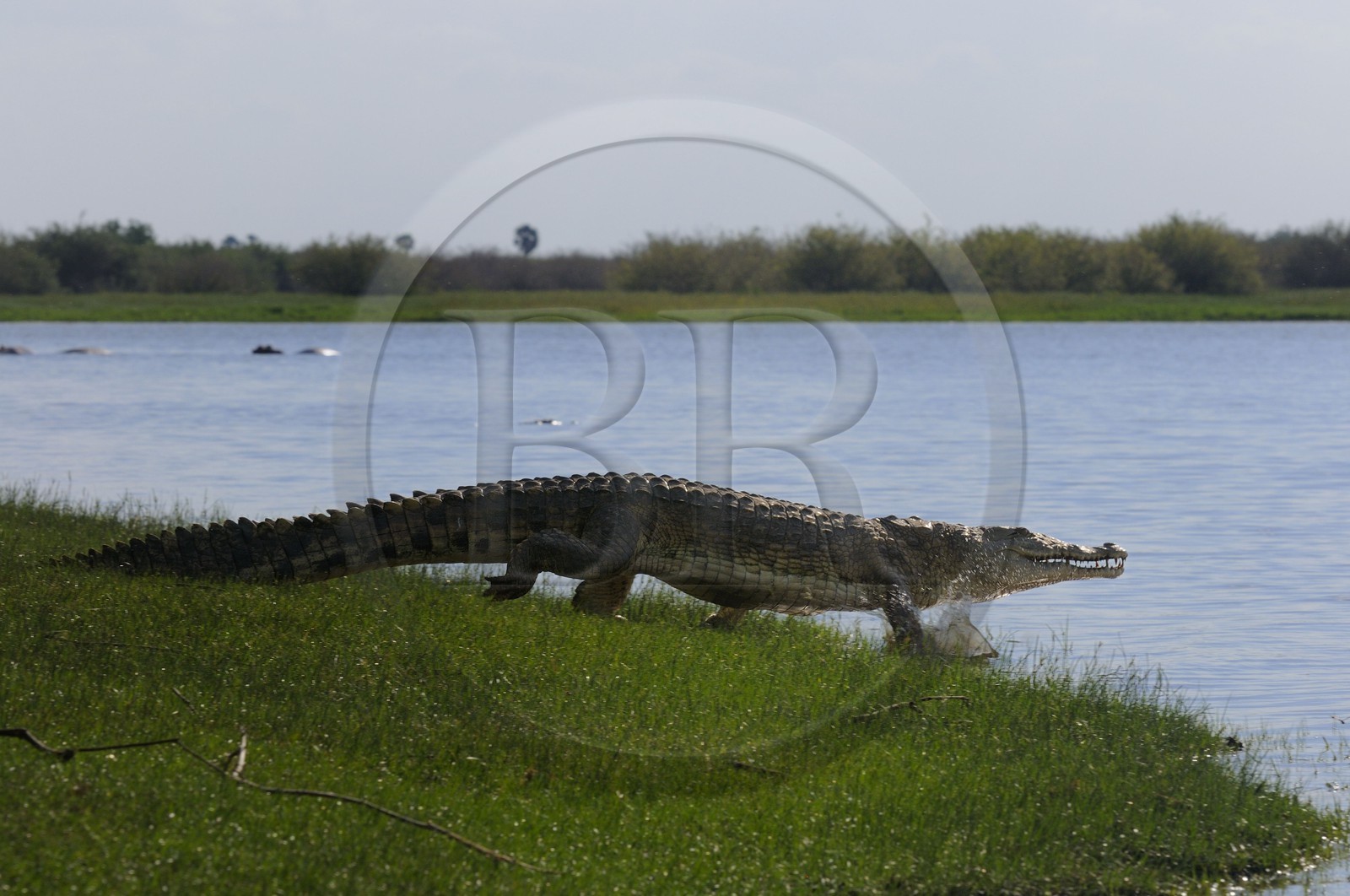 Tanzania, Selous Game Reserve is one of the largest fauna reserves of the world and designated a UNESCO World Heritage Site in 1982, Nile crocodile (Crocodylus niloticus) on the lake Nzerakera from the Rufiji river