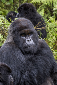 Rwanda, Province du Nord, Parc National des Volcans dans la chaine des Monts Virunga, mont Karisimbi, gorille des montagnes (Gorilla beringei beringei), dos argenté (silverback) nommé Impuzamahanga qui est le male dominant du groupe Susa