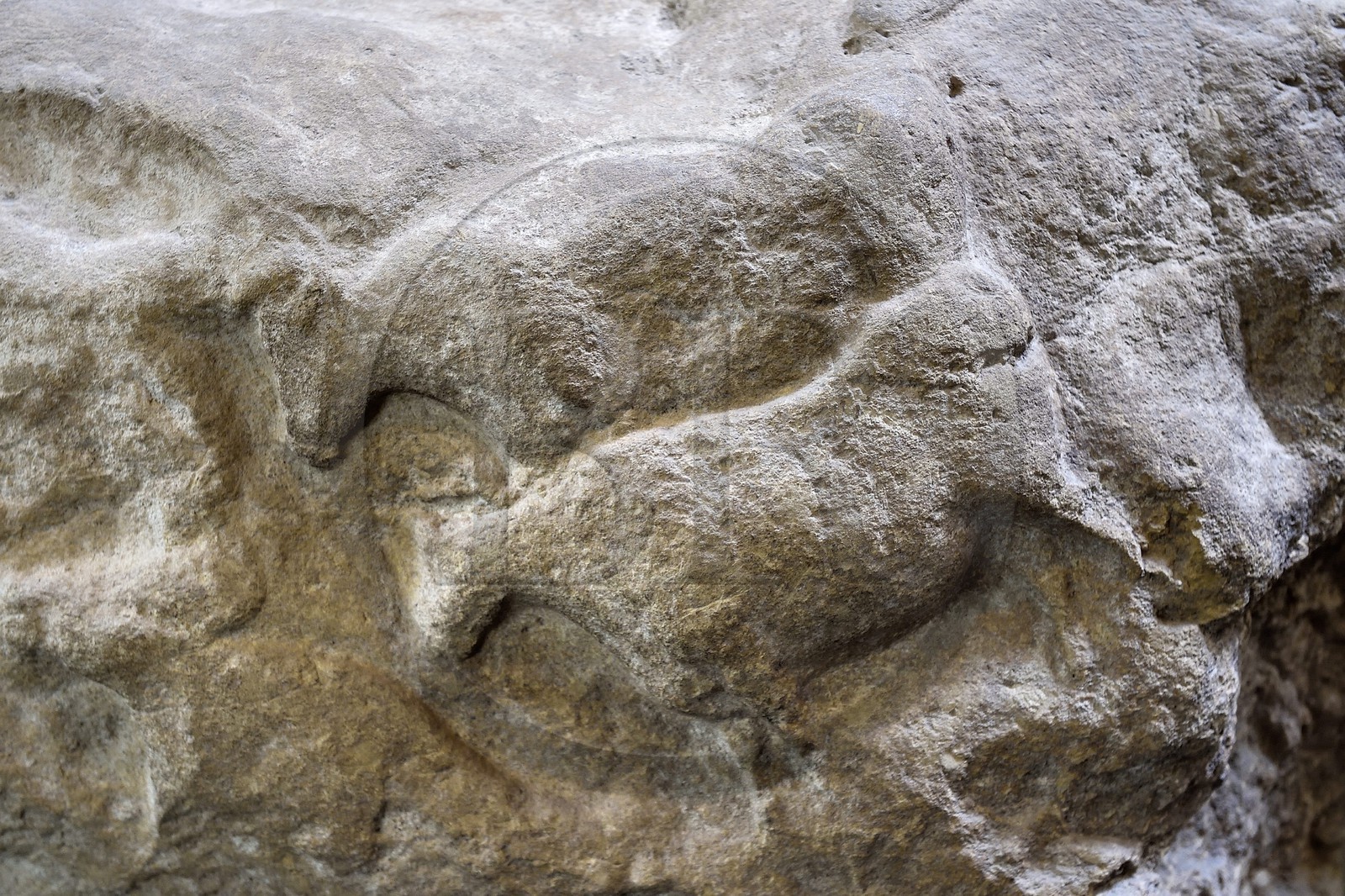 France, Dordogne (24), Périgord Noir, vallée de la Vézère, Les Eyzies-de-Tayac-Sireuil, site classé Patrimoine Mondial de l'UNESCO, Musée National de la Préhistoire, bas-relief d'aurochs provenant du site du Fourneau du Diable datant d' environ 18000 ans (Solutréen) France, Dordogne (24), Périgord Noir, vallée de la Vézère, Les Eyzies-de-Tayac-Sireuil, site classé Patrimoine Mondial de l'UNESCO, Musée National de la Préhistoire, bas-relief d'aurochs provenant du site du Fourneau du Diable datant d' environ 18000 ans (Solutréen)