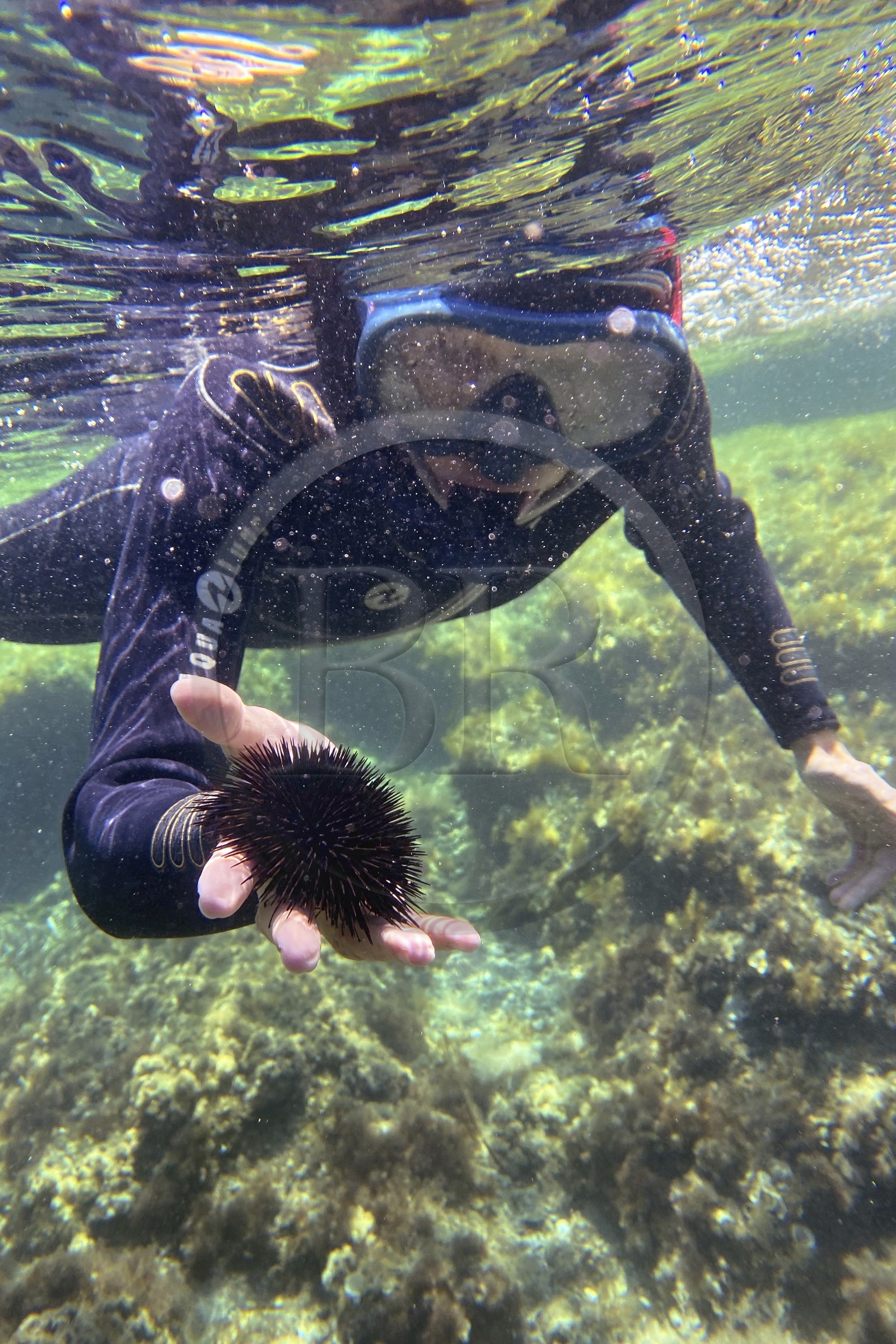 France, Var (83), Rayol-Canadel-sur-Mer, Domaine du Rayol, le jardin des Méditerranées, propriété du conservatoire du littoral mention obligatoire, le sentier marin, oursin