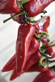 France, Pyrenees Atlantiques, Basque Country, Espelette, interpretation center for Espelette pepper (capsicum annuum), AOP Espelette fresh peppers line