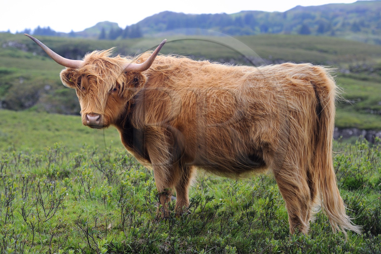 Royaume-Uni, Ecosse, Highland, Hébrides intérieures, Ile de Mull, vache de race Highland