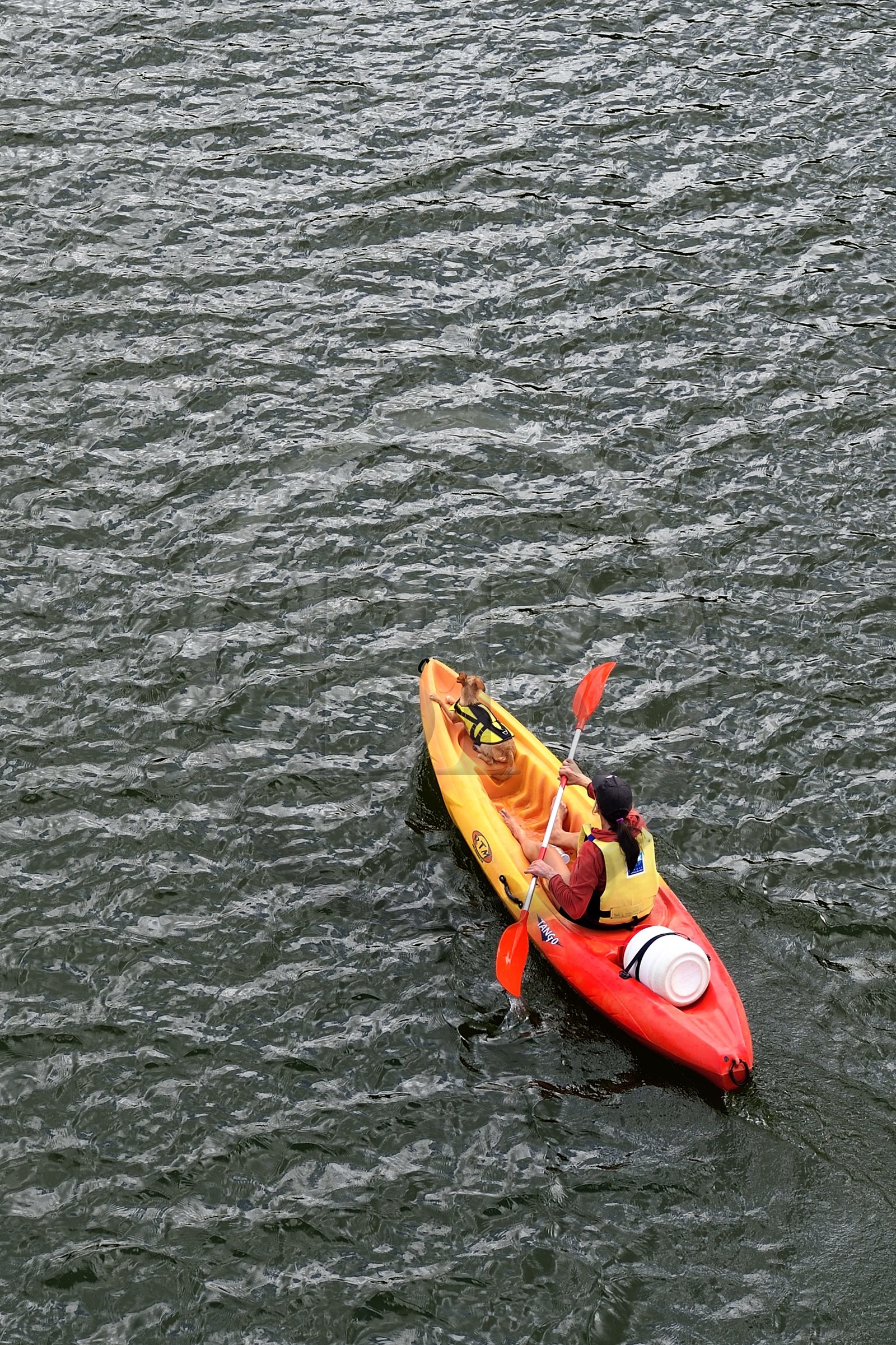 France, Cantal (15), Auriac de Faverolles, femme accompagnée de son chien en kayak sur le lac du barrage de Grandval dans la vallée de la Truyère