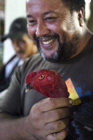 France, Reunion island (French overseas department), Petit Tampon, cockfight in the Rond de Coq