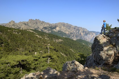 France, Corse du Sud, Alta Rocca, corsican pine forest (Pinus laricio) under the Aiguilles de Bavella (Bavella Needles)
