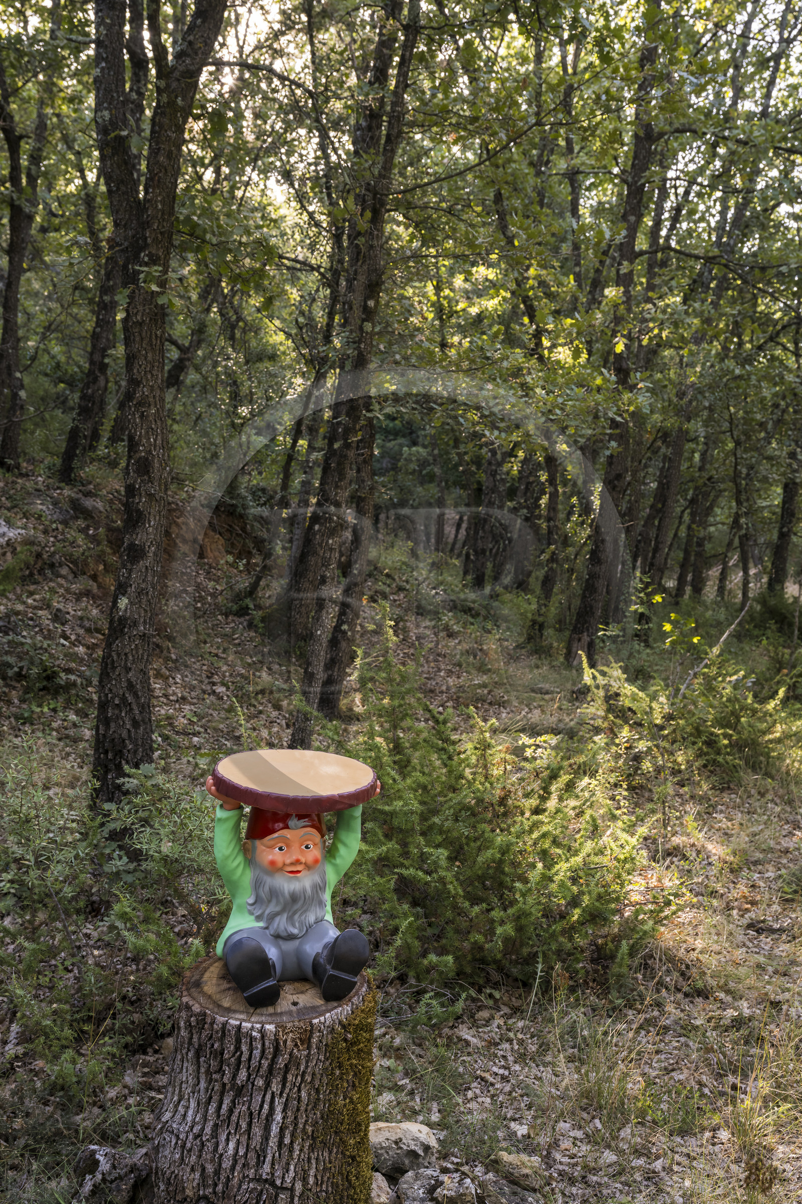 France, Var (83), Provence Verte, Bras, vers Saint-Maximin-la-Sainte-Baume, forêt du domaine Le Peyrourier - une campagne en Provence France, Var (83), Provence Verte, Bras, vers Saint-Maximin-la-Sainte-Baume, forêt du domaine Le Peyrourier - une campagne en Provence