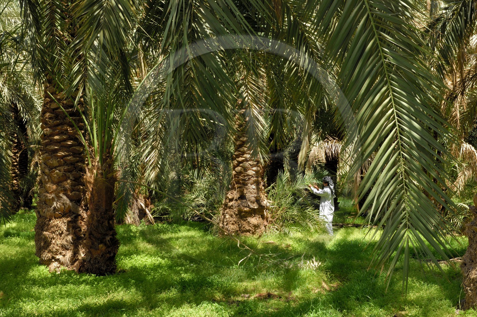 Egypte, Basse-Egypte, désert libyque, oasis de Bahariya (Bahareyya), la palmeraie, paysan vérifiant l' état de ses palmiers dattiers