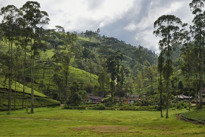 Sri Lanka, Central Province, the popular scenic train ride through the tea growing hill country between Hatton and Badulla, here batween Rotagala and Talawakele