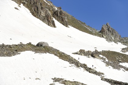 France, Alpes-Maritimes, parc national du Mercantour ( Mercantour national park), Haute-Vesubie, trek in the Madone de Fenestre valley, ibexes wandering near the forts built by the Italians around the Fenestre pass