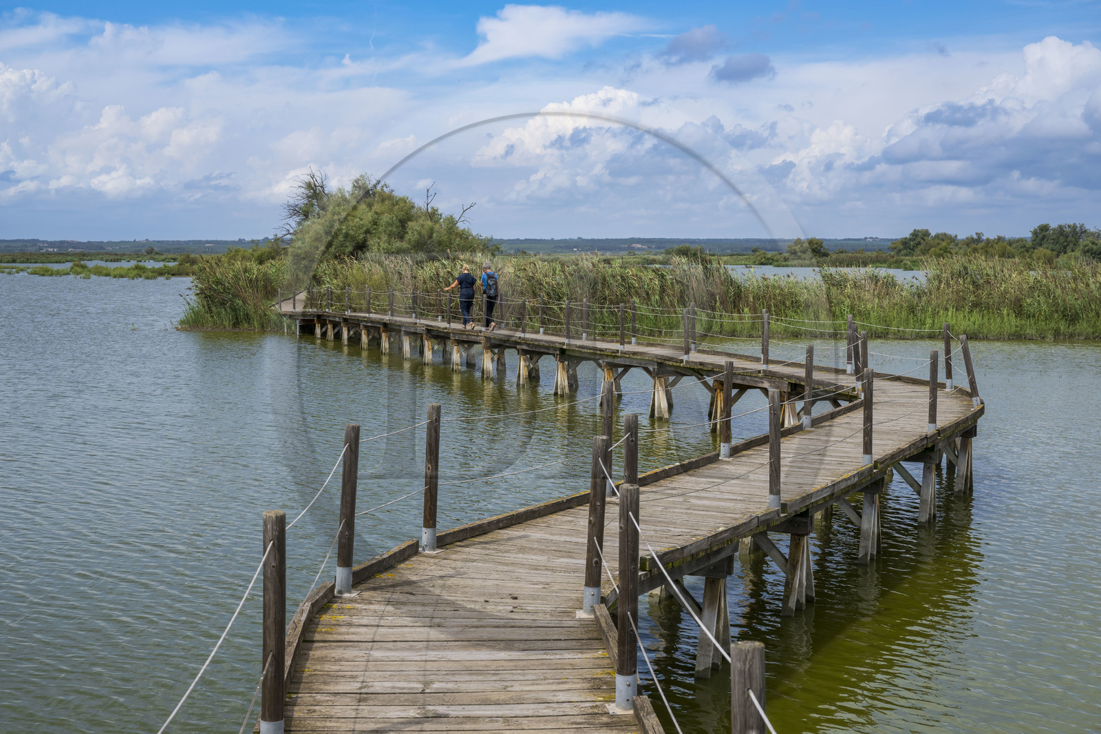 France, Gard (30), Vauvert, la Petite Camargue, réserve naturelle régionale du Scamandre, chemin de découverte sur ponton entre les roselières