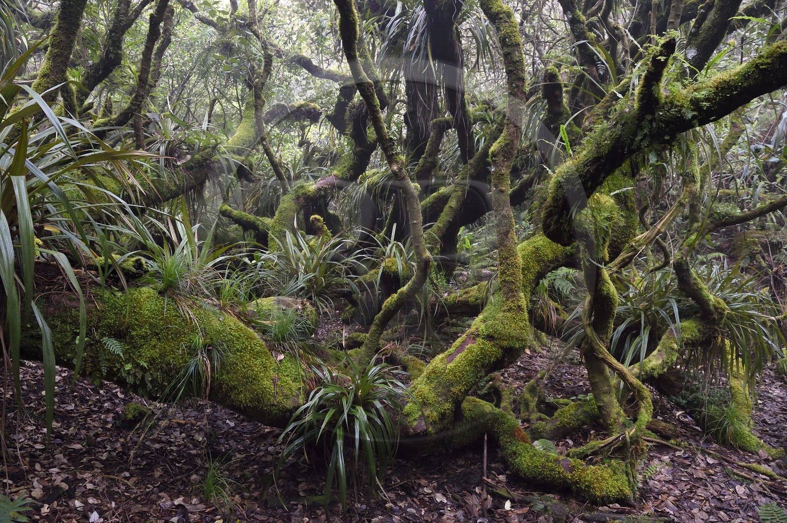 France, Ile de la Reunion, Le Tampon, forêt de Notre-Dame de la Paix en bordure de la Riviere des Remparts sur les pentes du volcan du Piton de la Fournaise