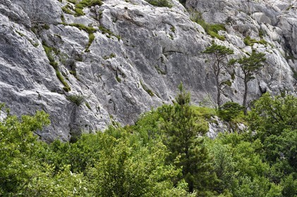 France, Var, Plan d'Aups Sainte Baume, Sainte-Baume Regional Nature Park, Sainte-Baume Massif, vegetation at the foot of the cliff towards the Pic de Bretagne