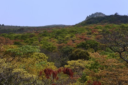 Zimbabwe, Masvingo province, forest around the archaeological site of Great Zimbabwe, UNESCO World Heritage List, 10th-15th century, the Hill Complex in the background