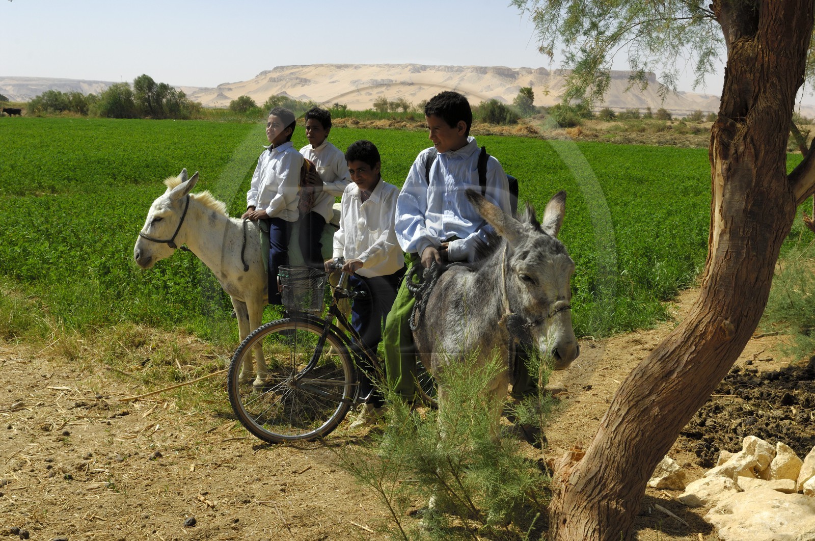 Egypte, désert libyque, oasis de Abu Mungar au nord de Farafra, retour d'école sur un ane