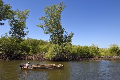 Nicaragua, the Pacific coast of Leon, wood loaded pirogue in the Isla Juan Venado Nature Reserve mangrove