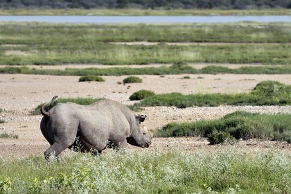 Namibia, Oshikoto region, Etosha National Park, black rhinoceros (Diceros bicornis) with the two horns cut to fight against poaching