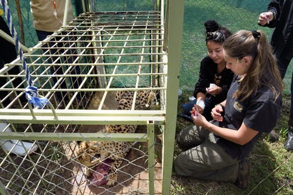 Namibie, Otjiwarongo, Cheetah Conservation Fund, centre de recherche et d'éducation, administration de fluides sous-cutanés 3 fois par semaine à un guépard (Acinonyx jubatus) souffrant d'insuffisance rénale chronique, l'assistante vétérinaire Ashley Flaig au premier plan et la vétérinaire Emma Alfonso en arrière plan