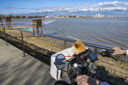 France, Loire Atlantique, Estuaire de la Loire, Saint Nazaire, dog on a ride in the basket of his mistress's bicycle, traditional carrelet (fishing shack) along boulevard Albert 1er