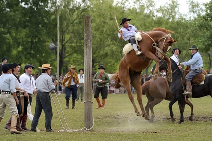 Argentina, Buenos Aires Province, San Antonio de Areco, Tradition Day festival (Dia de Tradicion), gauchos demonstrate their ability with horses at a rodeo called Jineteada gaucha