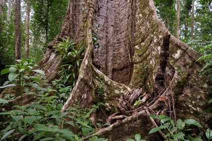 Caribbean, Dominica Island, Morne Diablotin National Park, acomat boucan (sloanea caribaea), it would be the oldest tree on the island with its 700 years