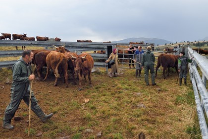 France, Cantal, Chastel-sur-Murat plateau on the Way of St. James to Santiago de Compostela by Via Arverna, the veterinarian Sylvie Calmels cares for Salers cows in a containment corral of the cattle pen