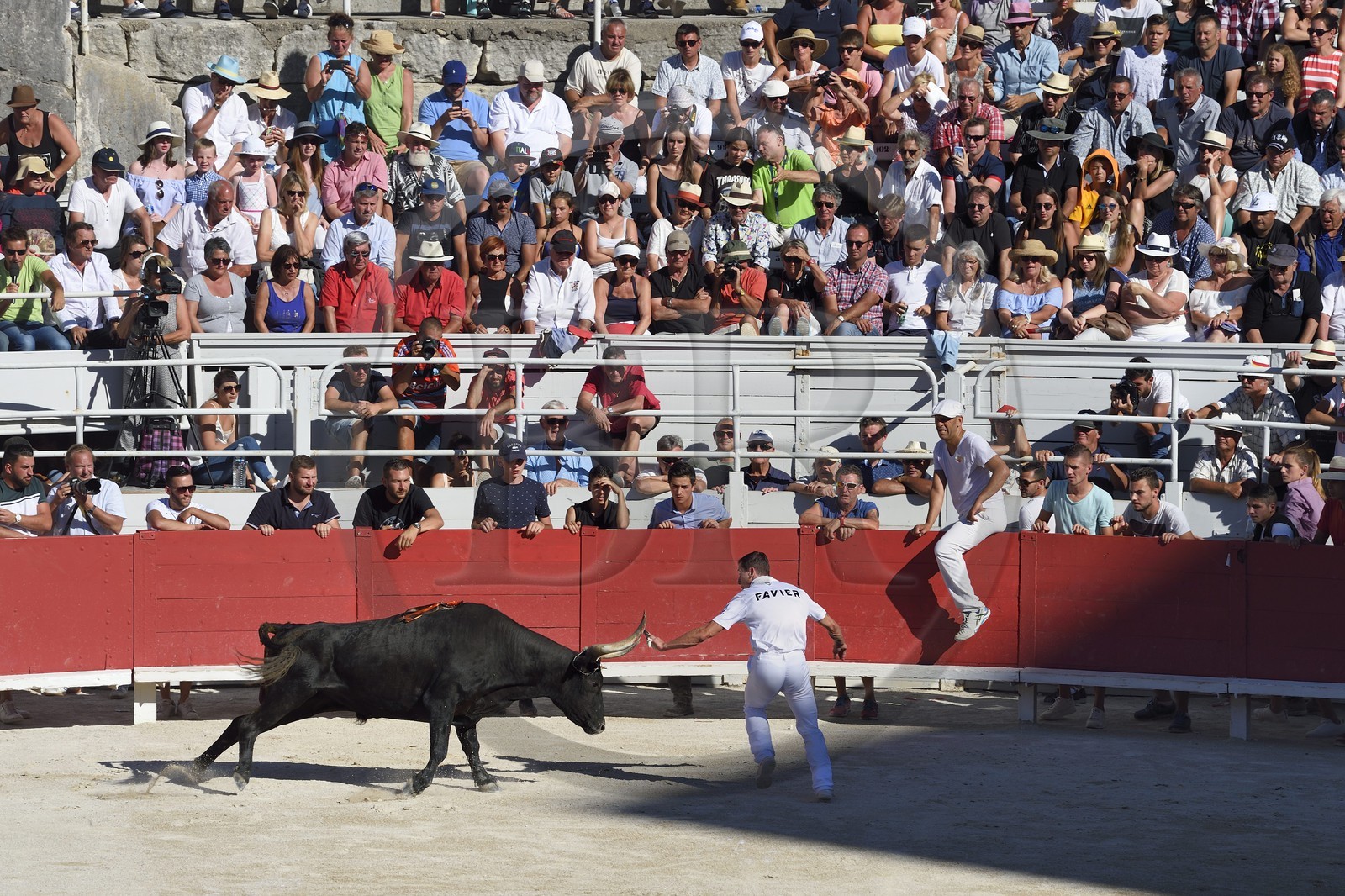 France, Bouches-du-Rhône (13), Arles, la course camarguaise  de la Cocarde d'Or aux Arènes, raseteur tentant d'attraper les attributs primés sur les cornes du taureau