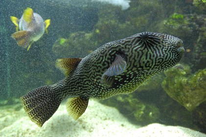 France, Paris (75), aquarium de la Porte Dorée, poisson ballon tachetÈ et poisson ballon étoilé
