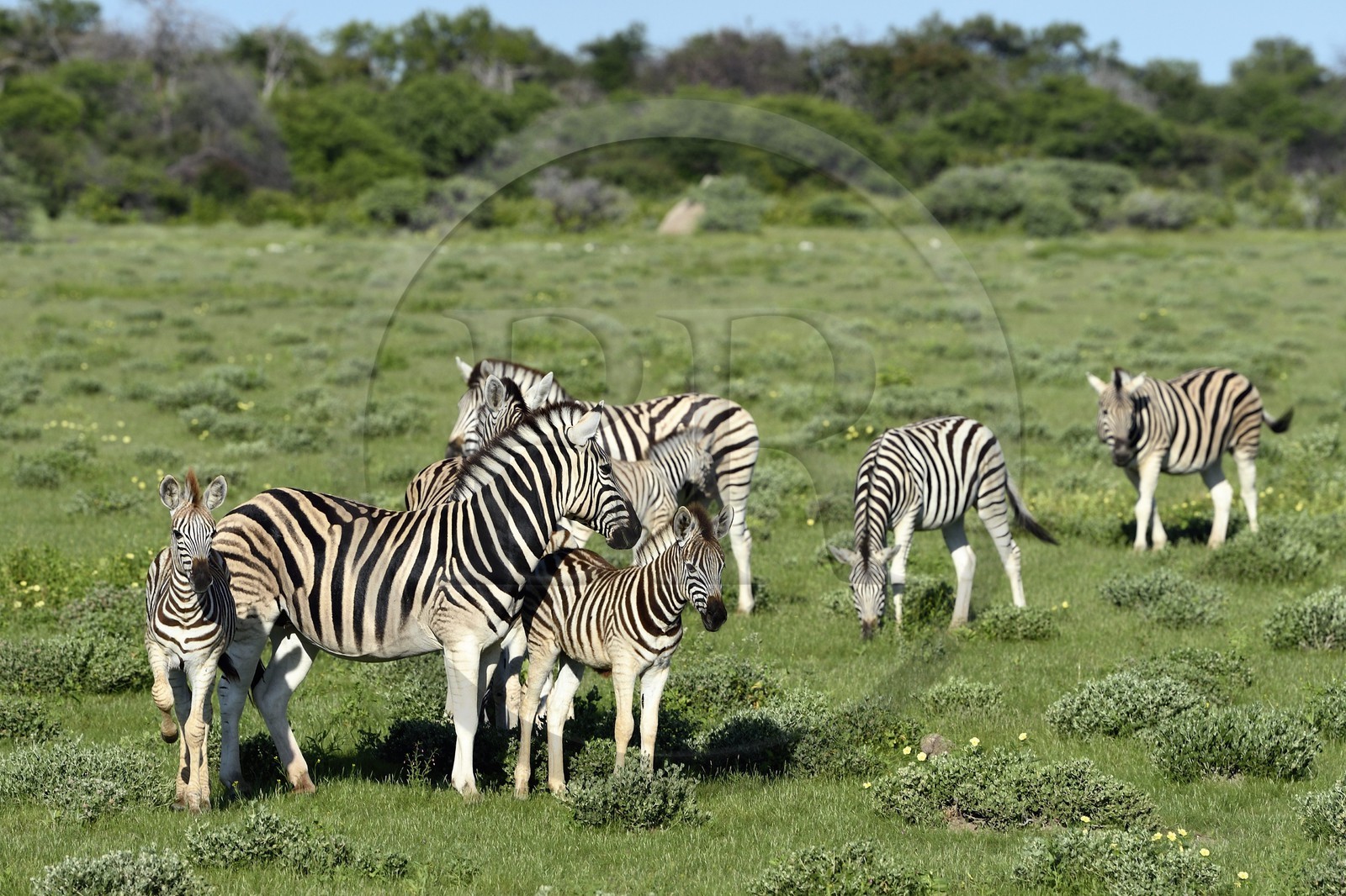 Namibie, région de Oshikoto, Parc National d'Etosha, zèbres de Burchell (Equus burchellii)