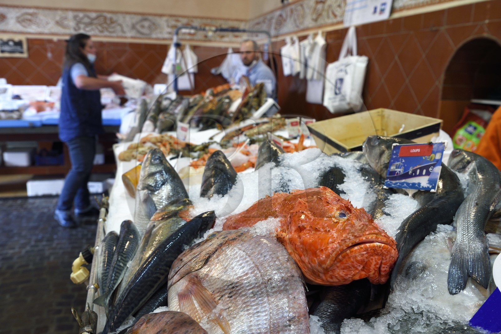 France, Var (83), Saint-Tropez, marché au poissons, rascasse sur l'étal