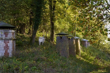France, Meuse (55), Verdun, chèvres broutant dans la citadelle, cheminée d'aération à gauche et cheminée des fours à pain à droite