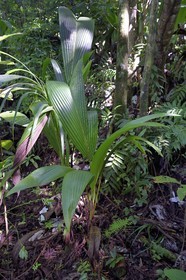 Caraïbes, Ile de la Dominique, sur le segment 13 du Waitukubuli National Trail dans le nord de l'île, jeune cocotier sauvage