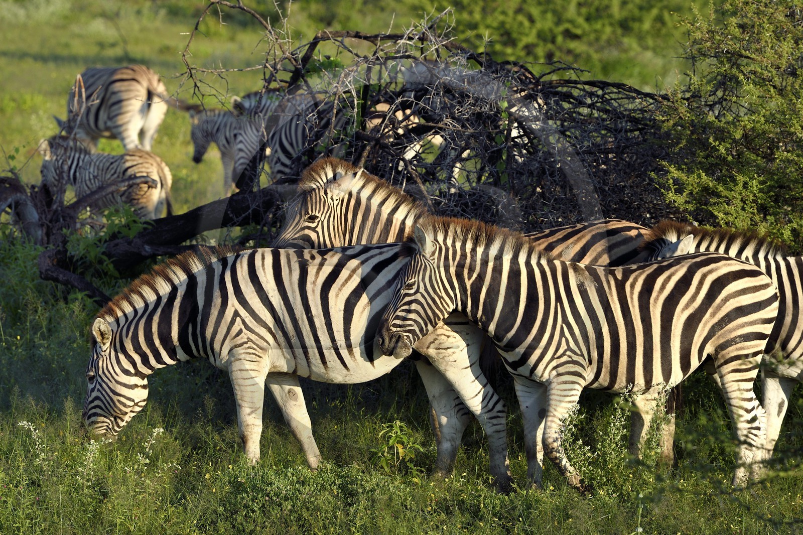 Namibie, région de Oshikoto, Parc National d'Etosha, zèbres de Burchell (Equus burchellii)
