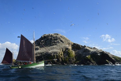 France, Cotes-d'Armor, Perros-Guirec, Sept-Iles Archipelago and bird sanctuary, the traditional sailboat Sant C'hireg (Saint Guirec) in front of Rouzic island, northern gannets colony (Morus bassanus), single point of nesting in France for more than 20,000 couples